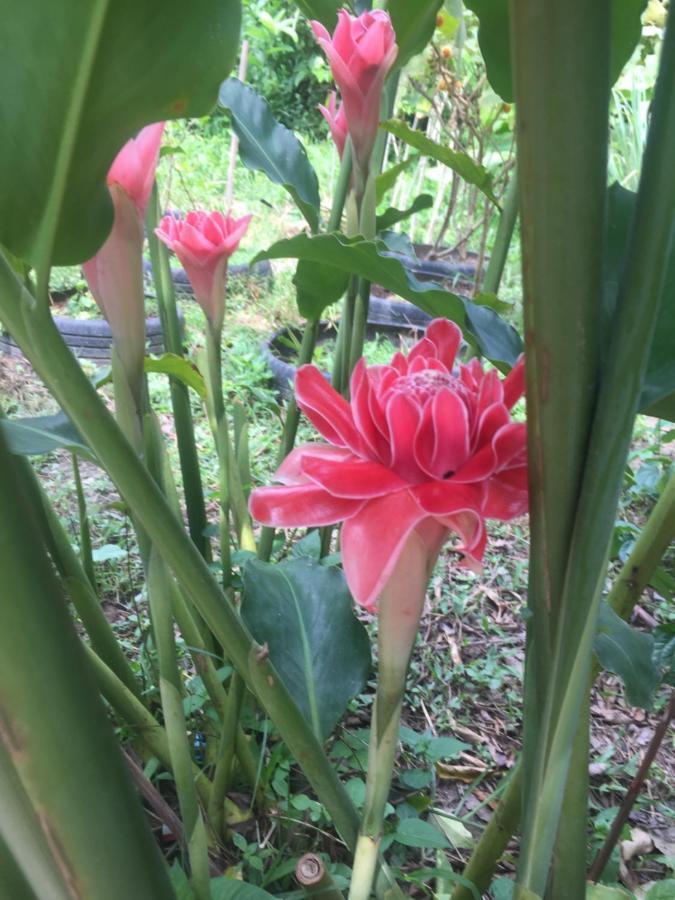 Meechok Organic Home Ao Nang Bagian luar foto