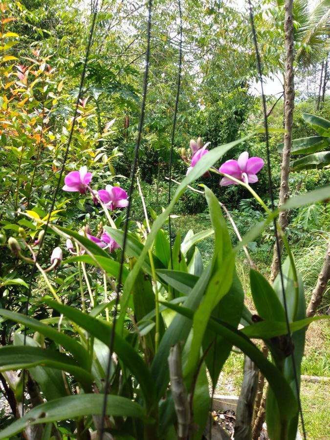 Meechok Organic Home Ao Nang Bagian luar foto